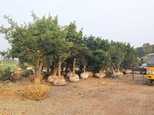 羅漢松毛胚2 羅漢松毛胚2