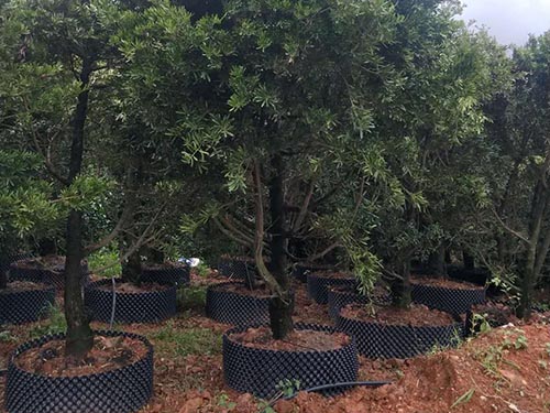 造型羅漢松6 造型羅漢松6