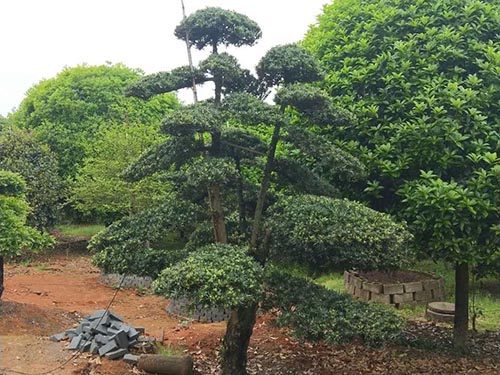 造型羅漢松3 造型羅漢松3