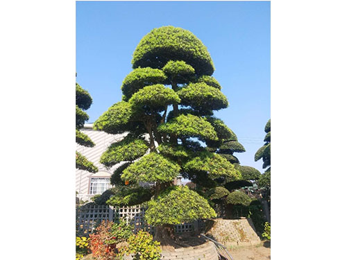 進口羅漢松 進口羅漢松